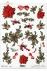 Gwiazda Betlejemska, ostrokrzew, R173, Christmas, decorations, Bethlehem star, holly, Decoraciones de Navidad, Temas navideños , Weihnachtsthemen, Weihnachtsbilder, Poinsettia, poinsecja, poisecja, pojsecja